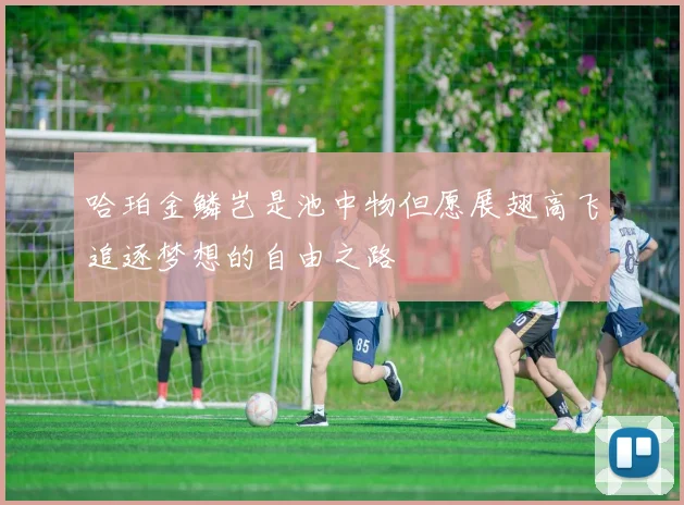 哈珀金鳞岂是池中物但愿展翅高飞追逐梦想的自由之路